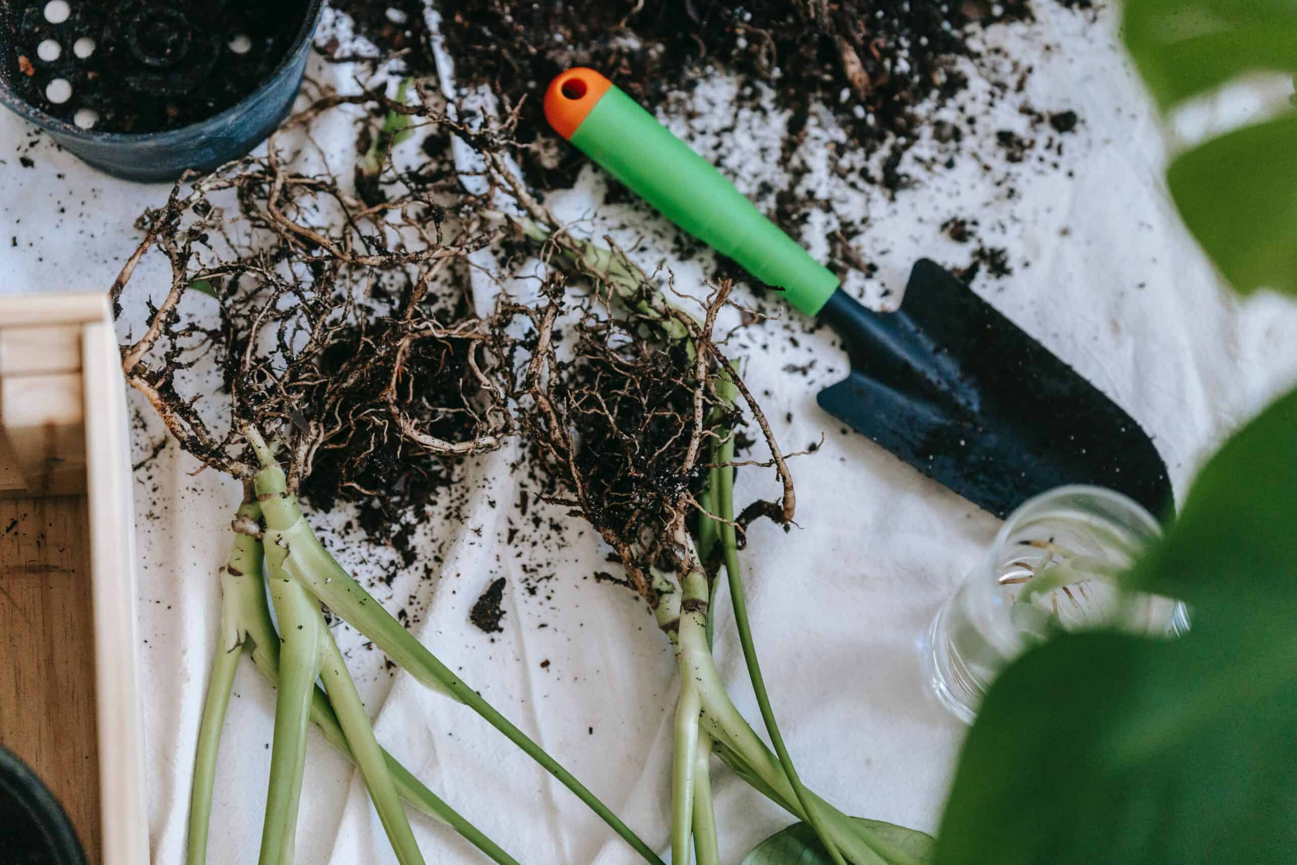 Essentials Guide: What Do You Need to Plant – Tips and Tricks